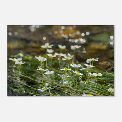 Dancing River Plants