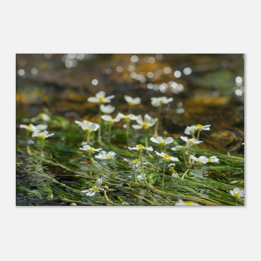 Dancing River Plants