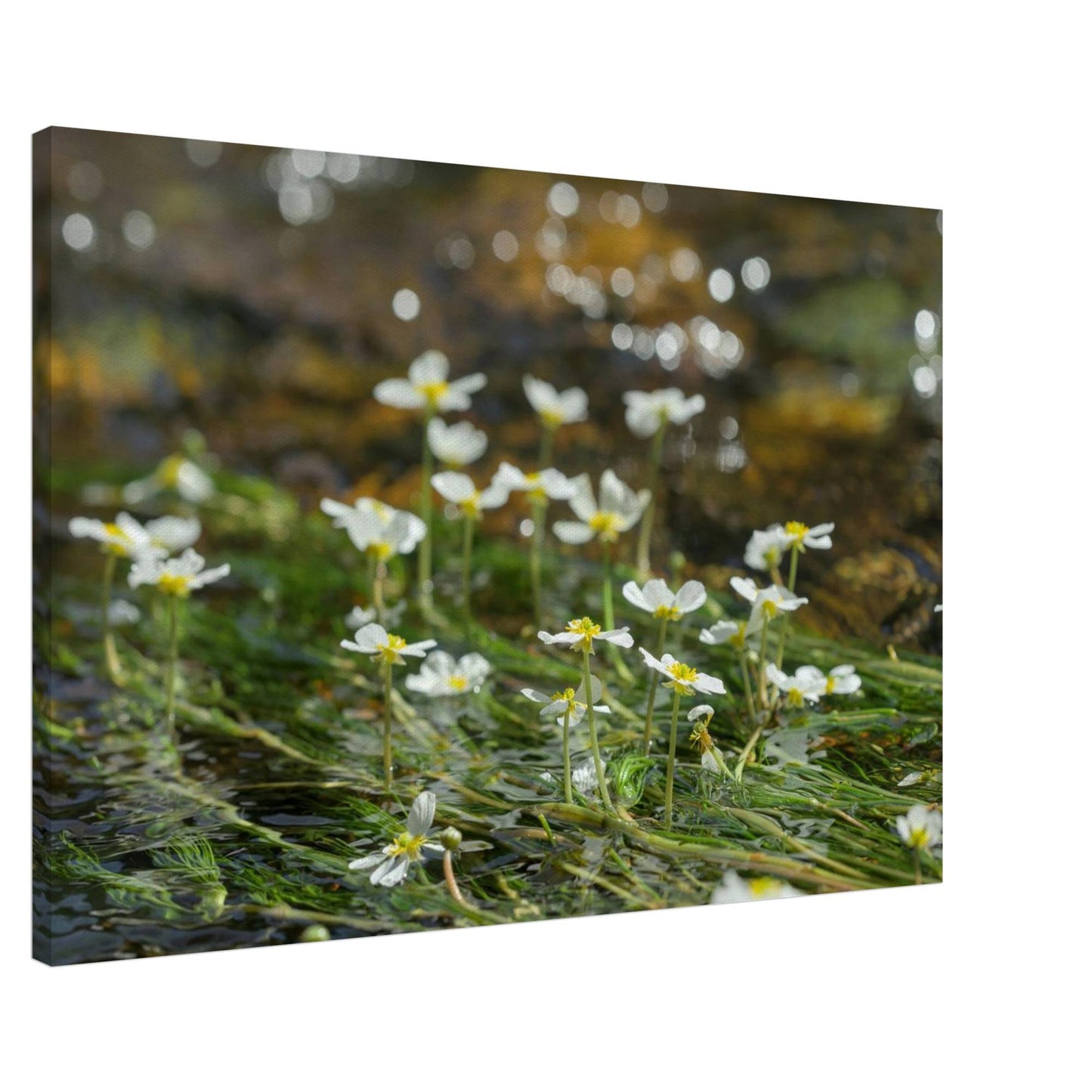 Dancing River Plants