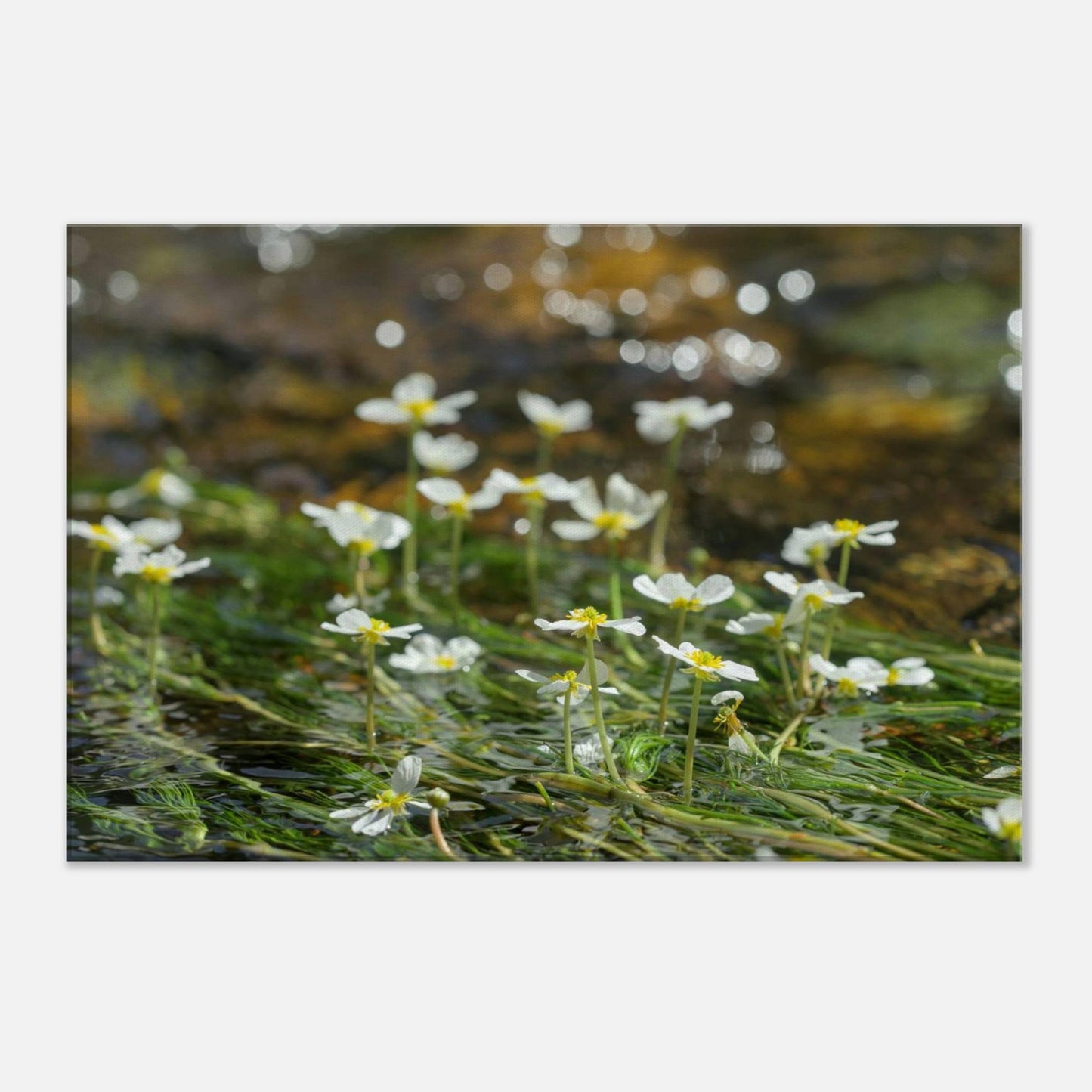 Dancing River Plants