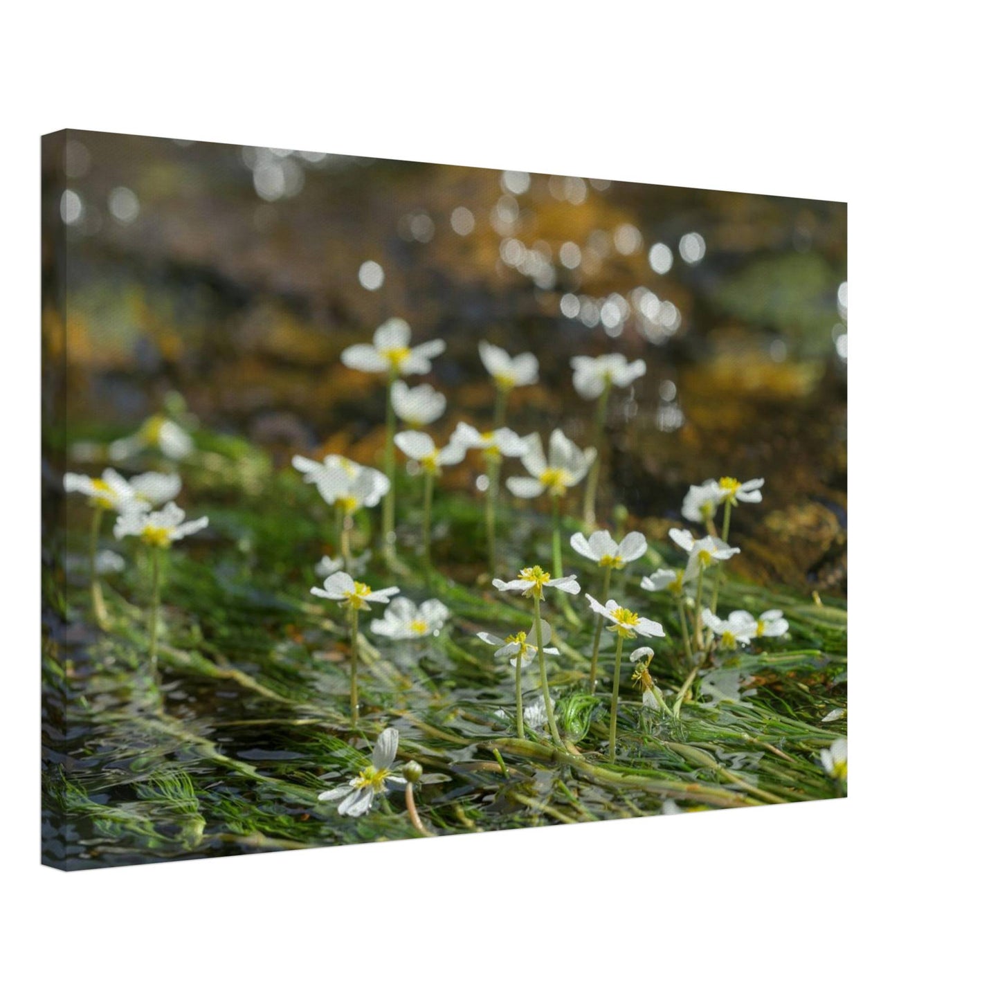 Dancing River Plants