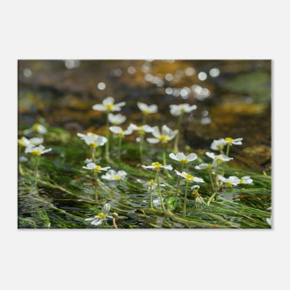 Dancing River Plants