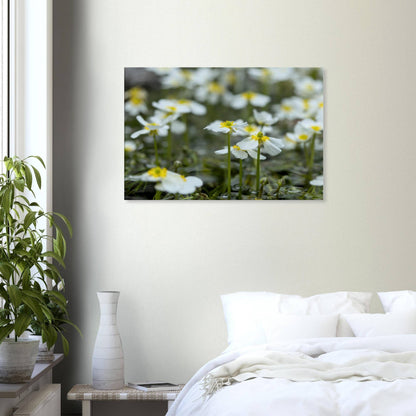 Sisterhood of River Flowers