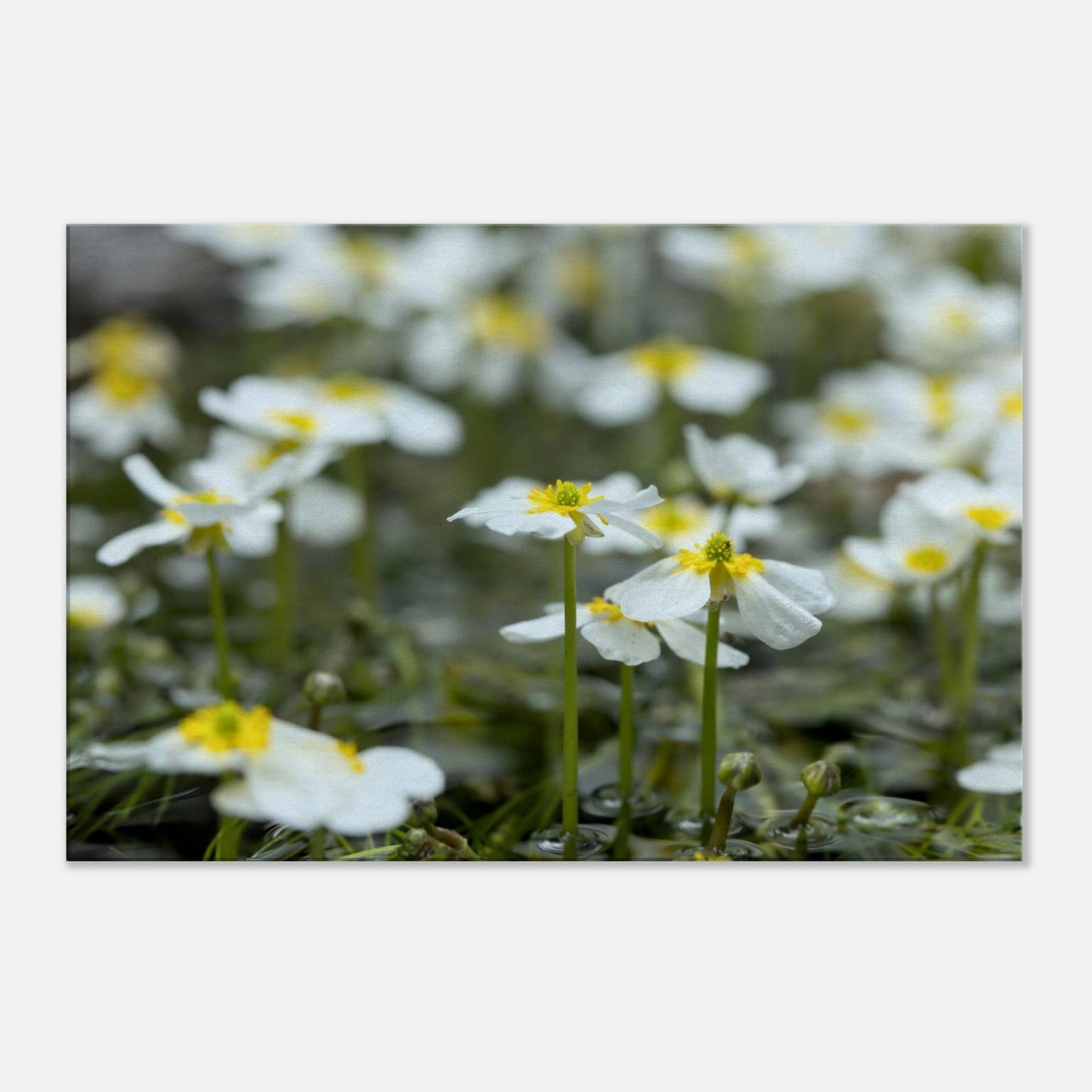 Sisterhood of River Flowers