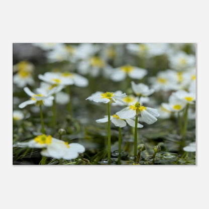 Sisterhood of River Flowers