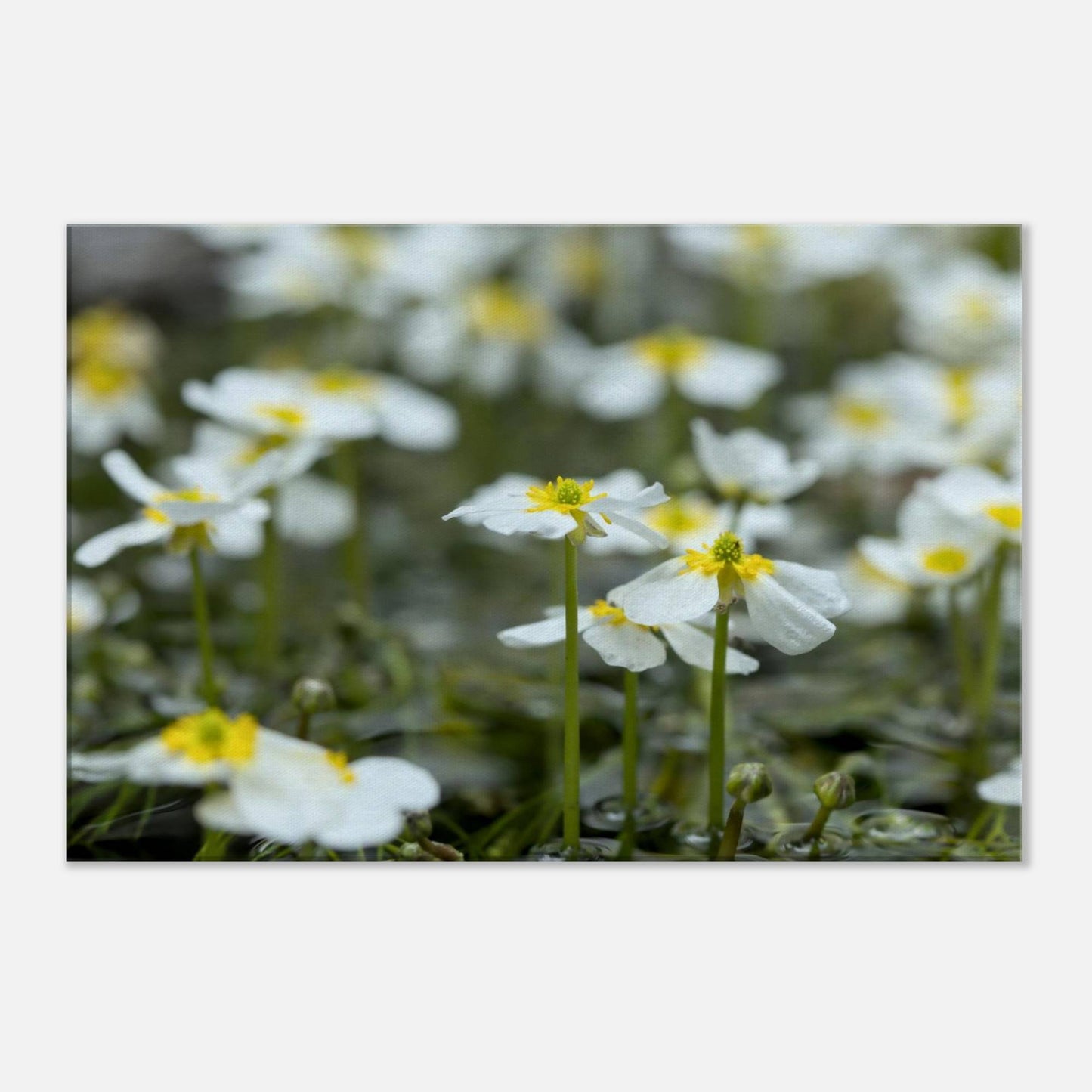 Sisterhood of River Flowers