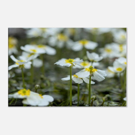 Sisterhood of River Flowers