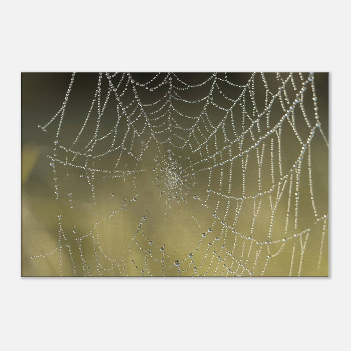 Web of Droplets