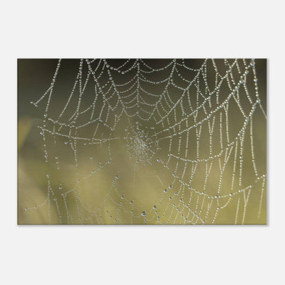 Web of Droplets