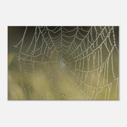 Web of Droplets