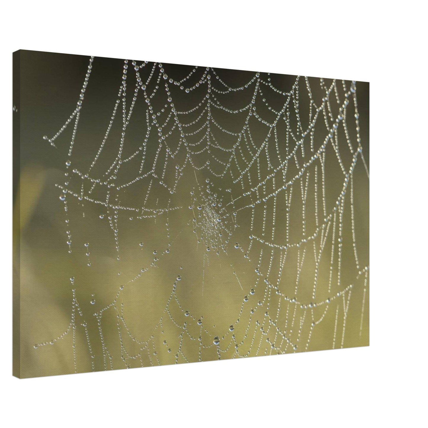 Web of Droplets