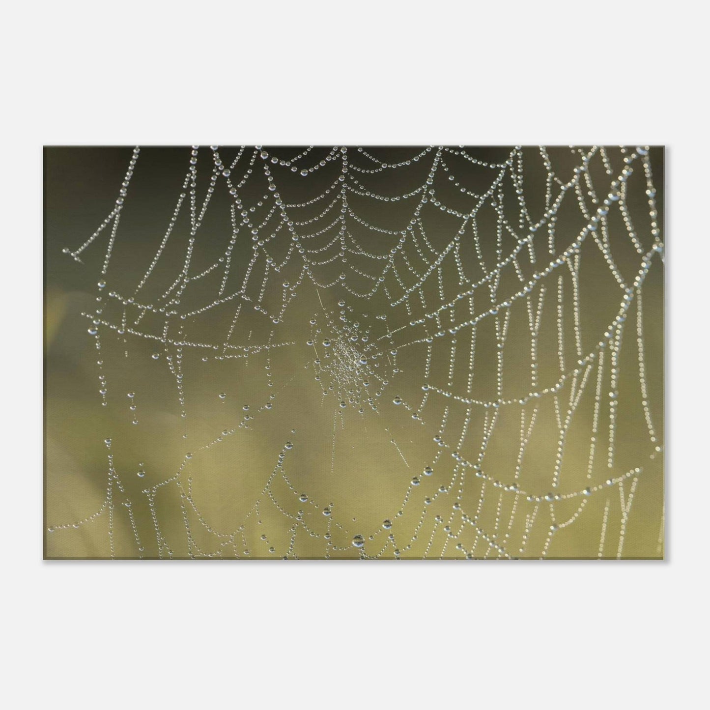 Web of Droplets