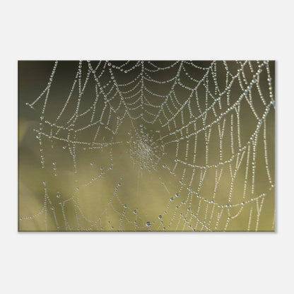 Web of Droplets