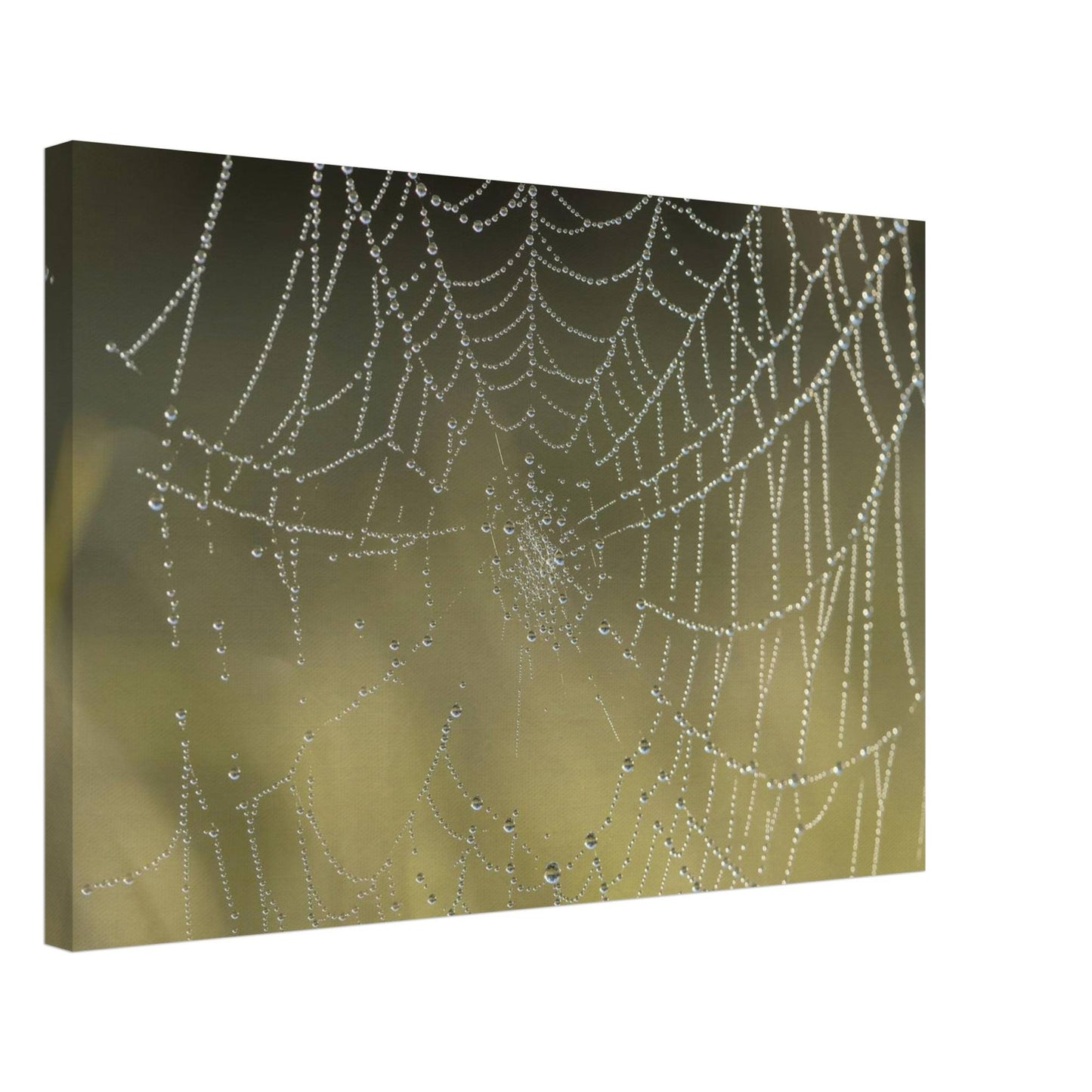 Web of Droplets