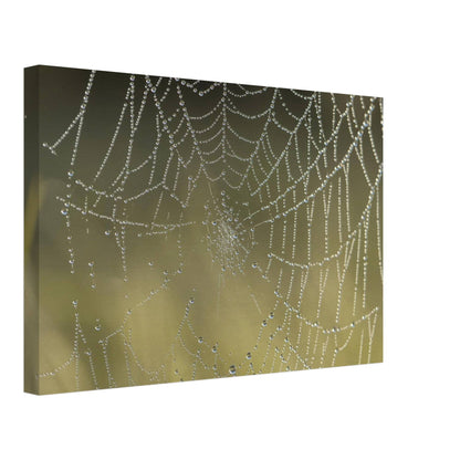 Web of Droplets