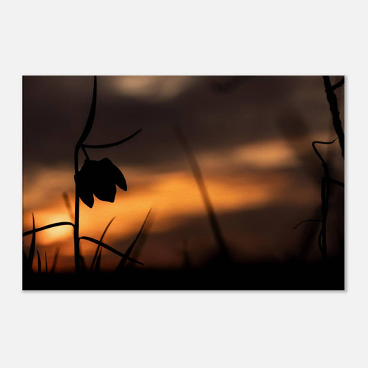 Sunset Flower