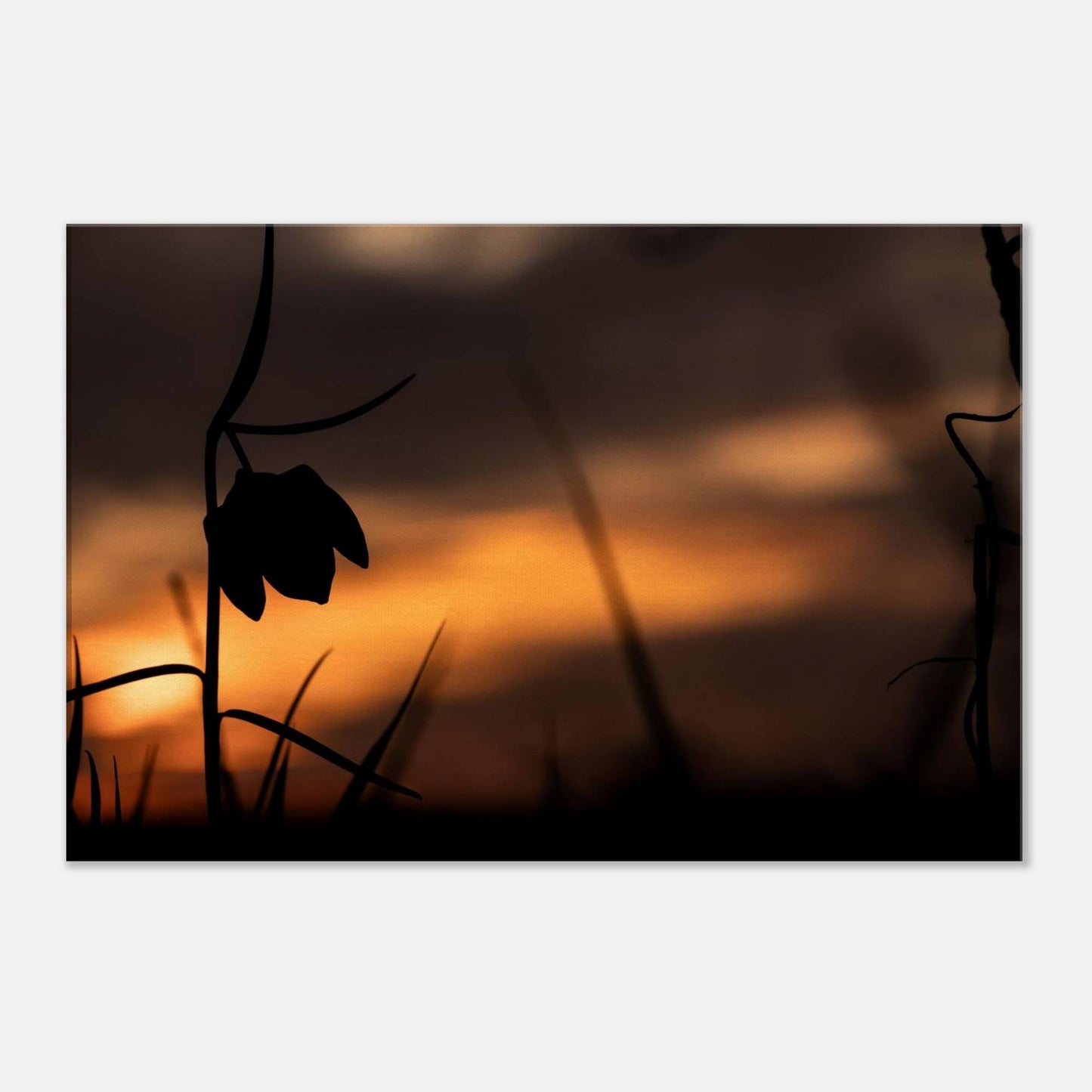 Sunset Flower