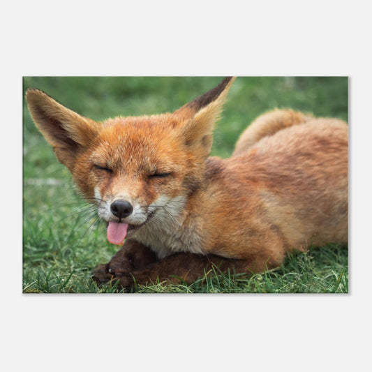 The Licking Fox