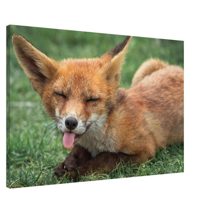 The Licking Fox