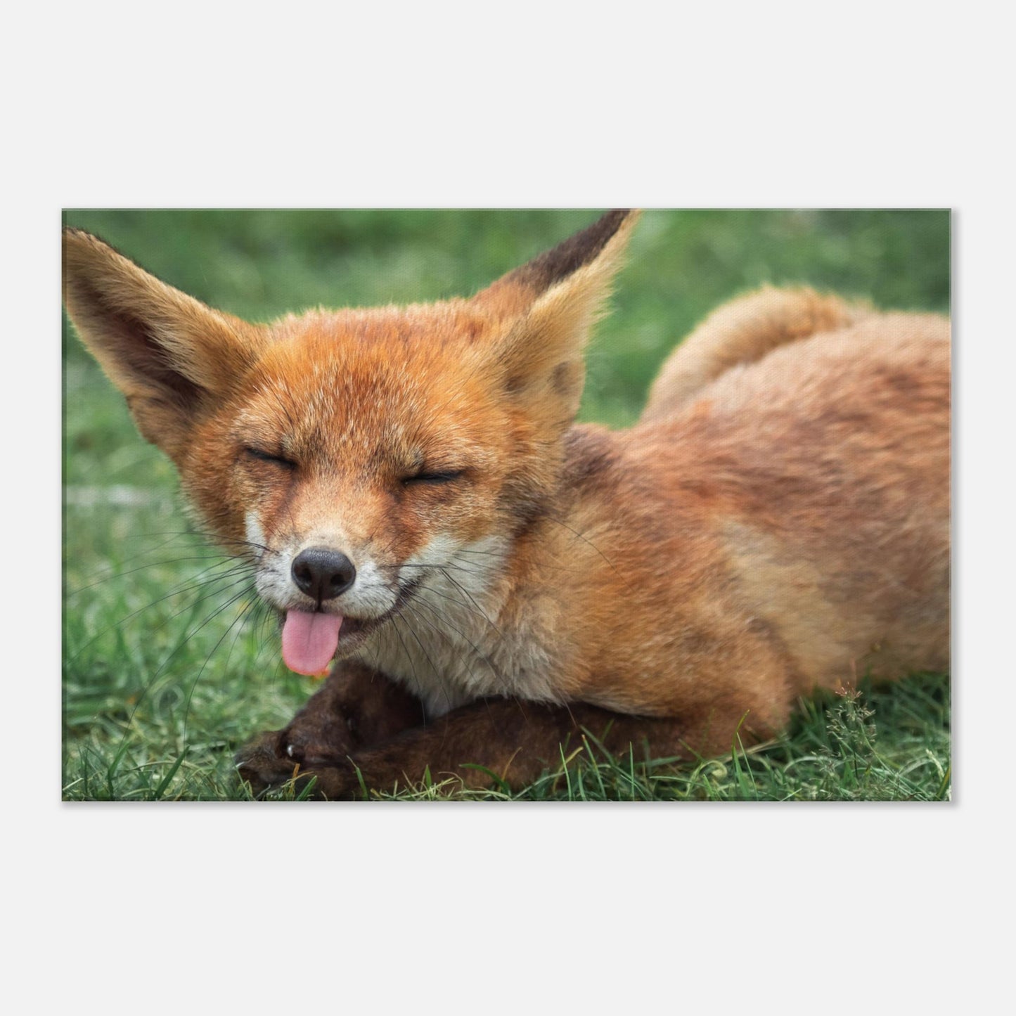 The Licking Fox