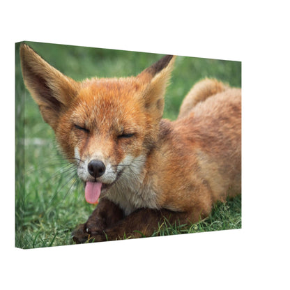 The Licking Fox