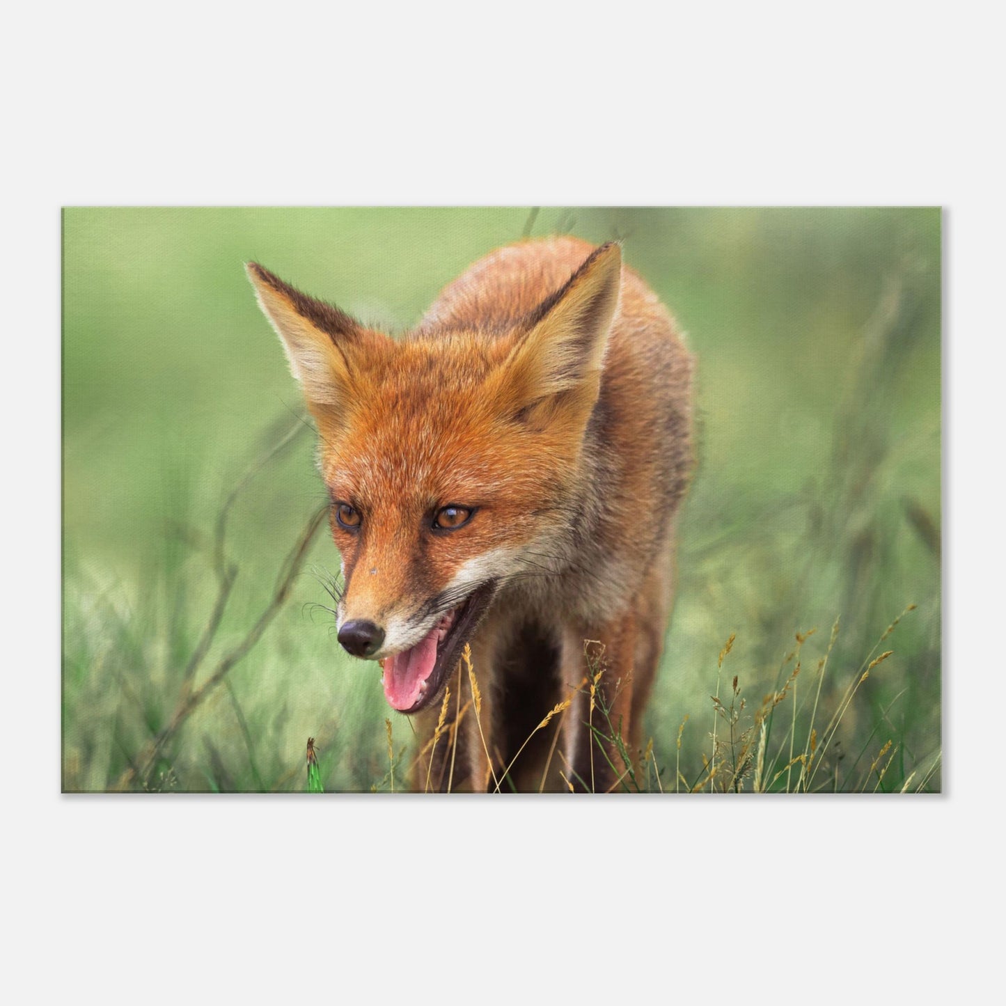 The Walking Fox